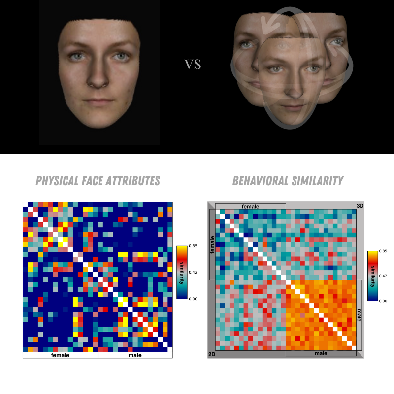 3D face stimuli and behavioral similarity matrix visualization
